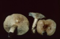 Lactarius affinis image