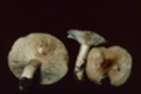 Lactarius affinis var. viridilactis image