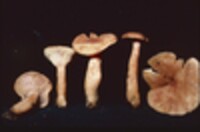 Lactarius alpinus var. mitis image