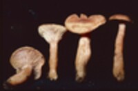 Lactarius alpinus image