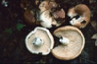 Lactarius allardii image