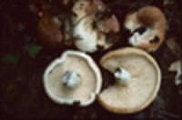 Lactarius allardii image