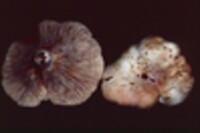 Lactarius allardii image