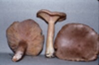 Lactarius helvus image