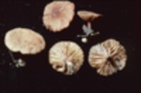 Lactarius areolatus image