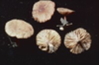 Lactarius areolatus image