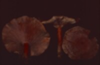 Lactarius helvus image