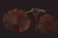 Lactarius helvus image