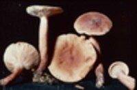 Lactarius areolatus image