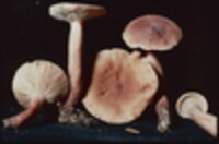 Lactarius areolatus image