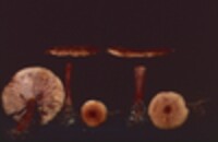 Lactarius areolatus image