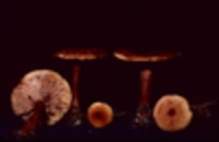 Lactarius areolatus image