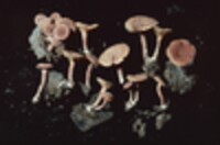 Lactarius areolatus image