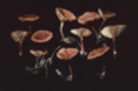 Lactarius areolatus image