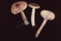 Lactarius areolatus image