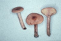 Lactarius areolatus image