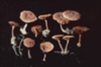 Lactarius areolatus image