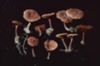 Lactarius areolatus image