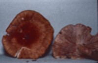 Lactarius badiopallescens image