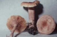 Lactarius badiopallescens image