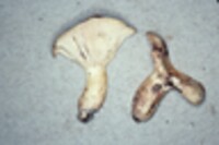 Lactarius bubalinus image