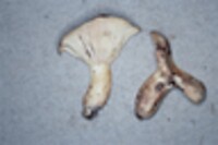 Lactarius bubalinus image