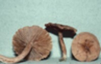 Lactarius camphoratus image