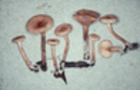 Lactarius camphoratus image