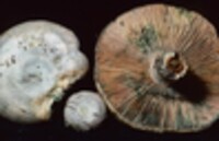 Lactarius chelidonium image