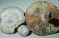 Lactarius chelidonium image