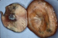 Lactarius chelidonium image