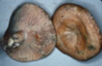 Lactarius chelidonium var. chelidonioides image