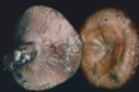 Lactarius chelidonium var. chelidonioides image