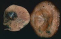 Lactarius chelidonium image