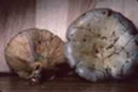 Lactarius chelidonium var. chelidonioides image