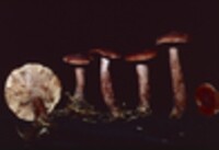 Lactarius camphoratus image