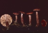 Lactarius camphoratus image