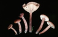 Lactarius camphoratus image