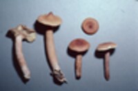 Lactarius camphoratus image