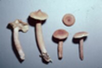 Lactarius camphoratus image