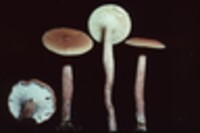 Lactarius camphoratus image