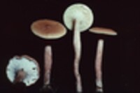 Lactarius camphoratus image