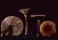 Lactarius camphoratus image