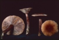 Lactarius camphoratus image