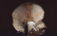 Lactarius chelidonium image