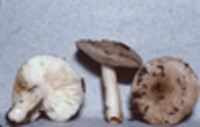 Lactarius cinereus image