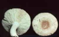 Lactarius chrysorrheus image