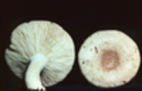 Lactarius chrysorrheus image