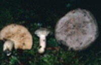 Lactarius circellatus var. borealis image