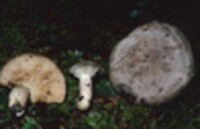 Lactarius circellatus image